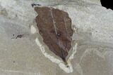 Two Fossil Leaves - Green River Formation, Utah #118015-2